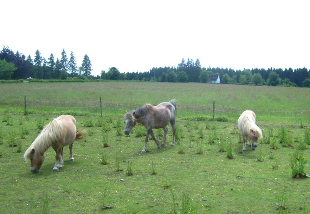 Farm Stay Heidehof Hellenthal Kültér fotó