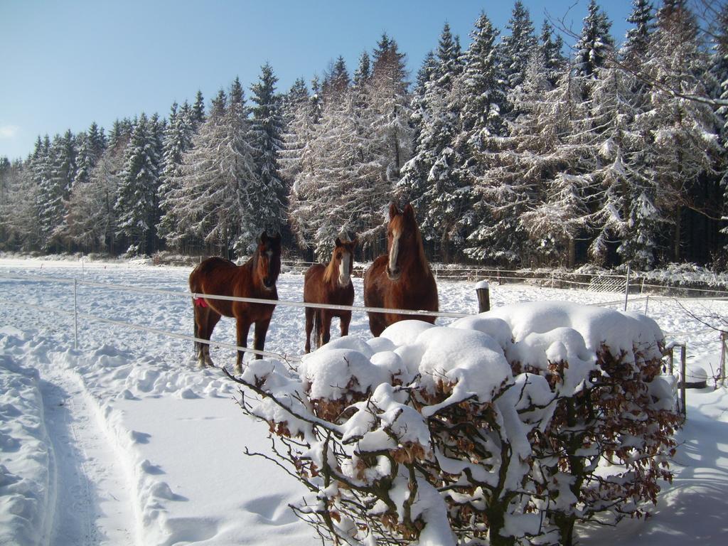 Farm Stay Heidehof Hellenthal Kültér fotó